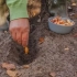 Засадување кромид во зима - оптимални термини и соодветни сорти